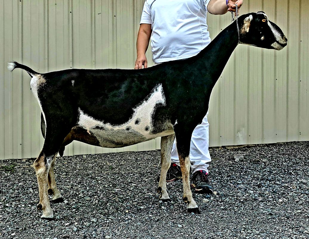 sr doe - Sand Stone Ridge Dairy Goats